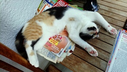 Haustiere im Homeoffice?