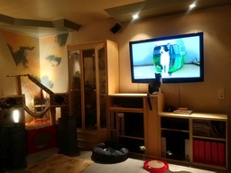 Kira schaut sich eine Katzensendung an